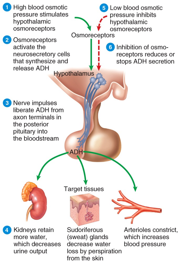 Hypothalamus and Pituitary Gland