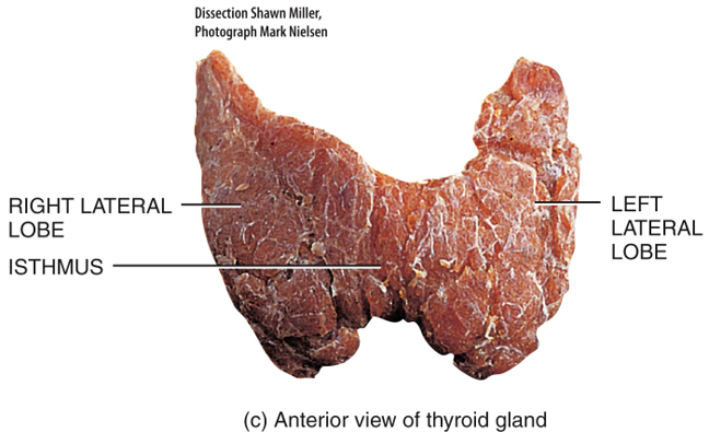 Thyroid Gland