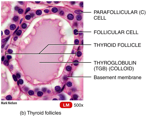 Thyroid Gland