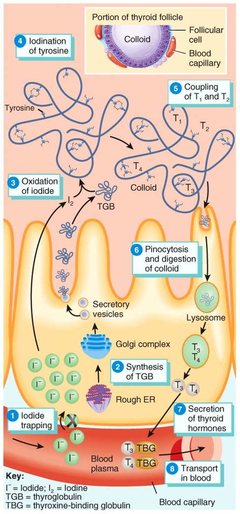 Thyroid Gland