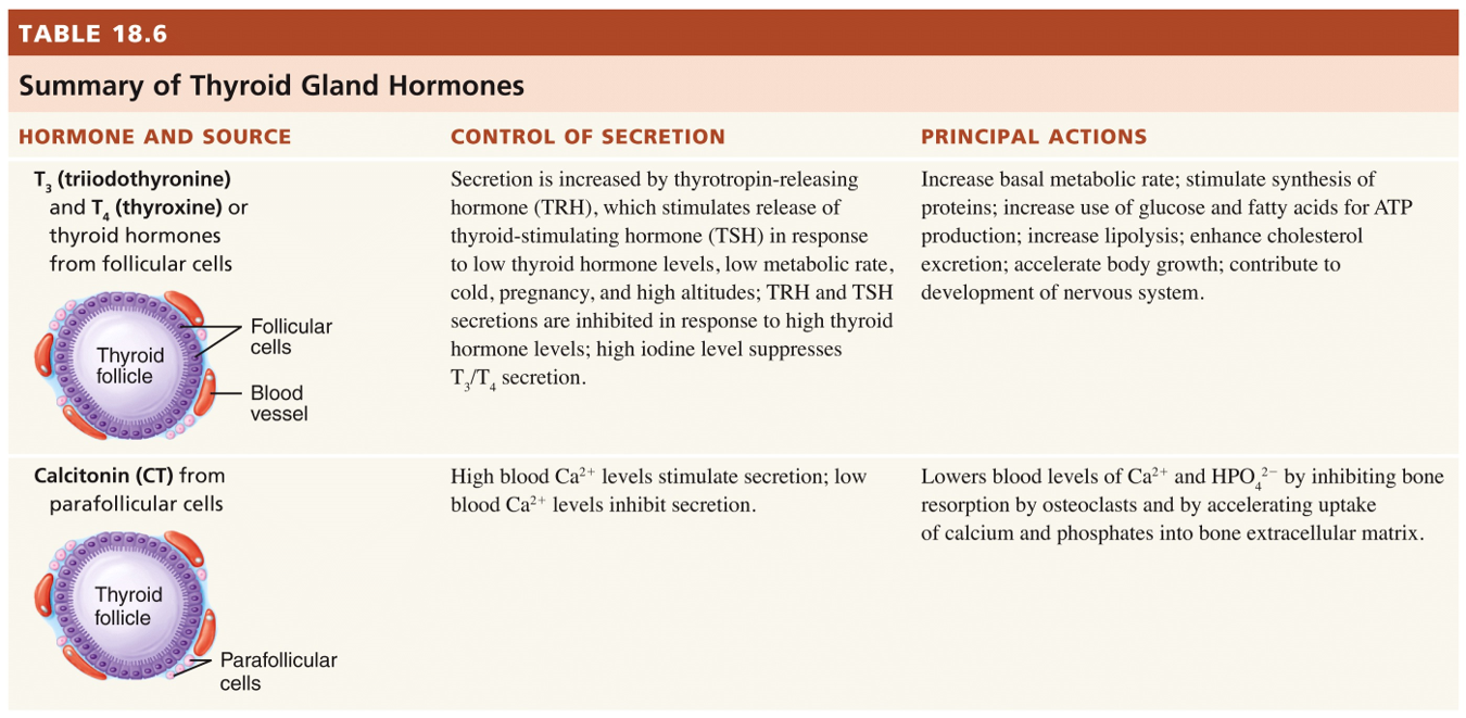 Thyroid Gland