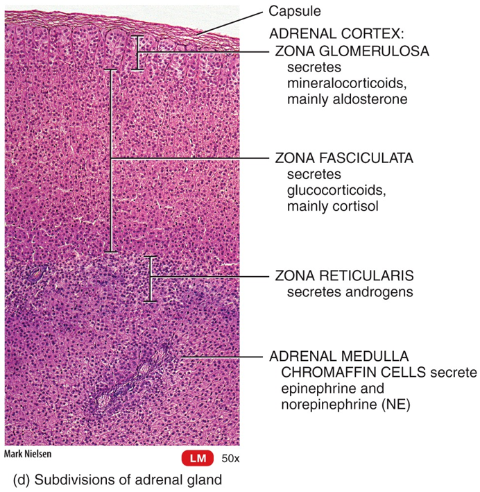 Adrenal Glands