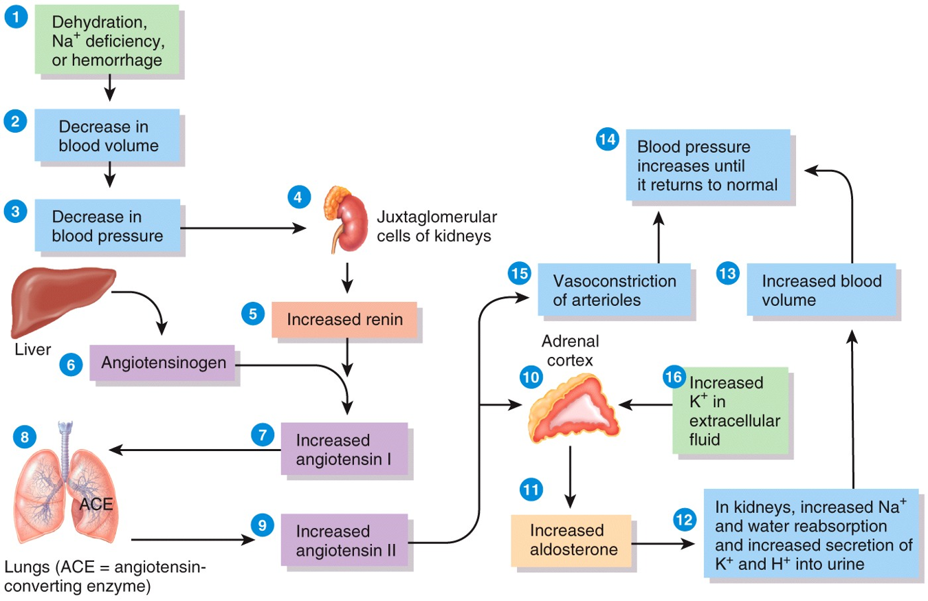 Adrenal Glands