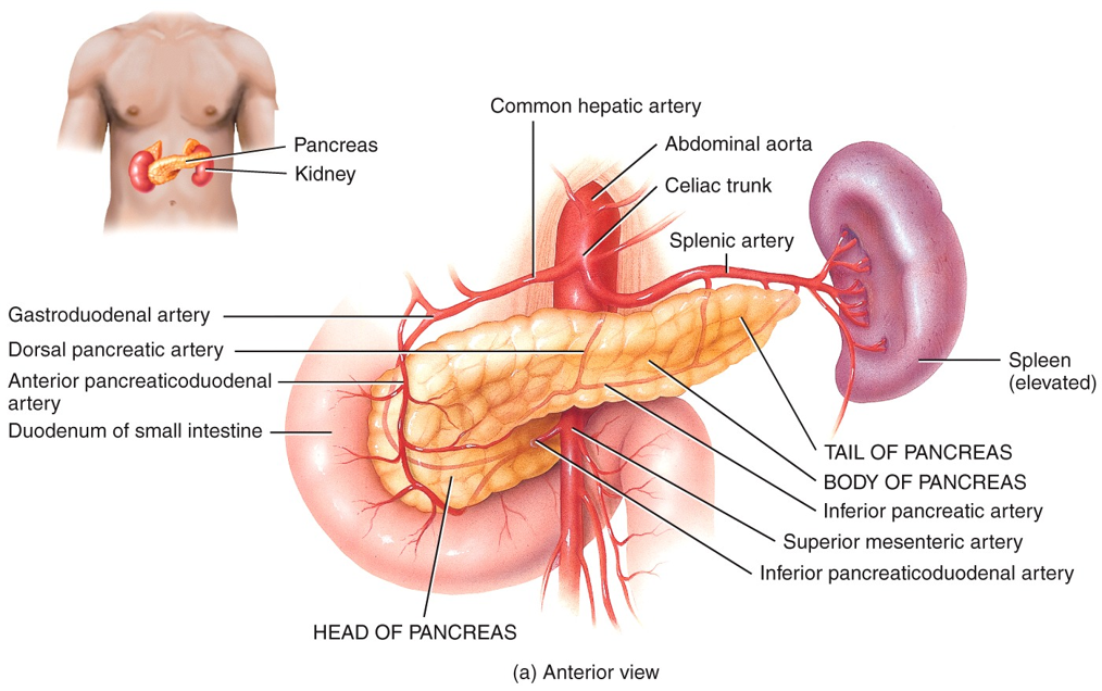 Pancreatic Islets