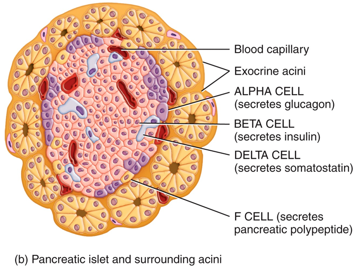 Pancreatic Islets