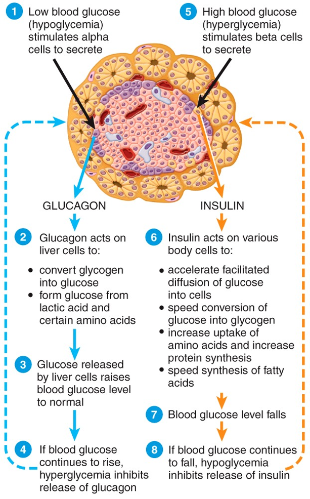 Pancreatic Islets