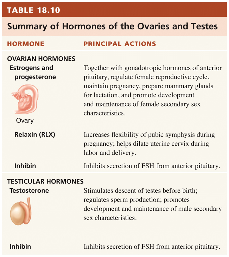 Ovaries and Testes