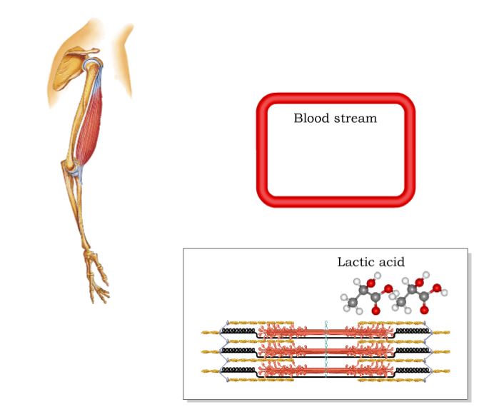 Muscle Fatigue