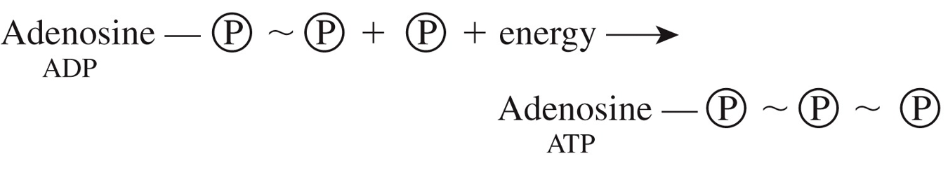 Energy Transfer