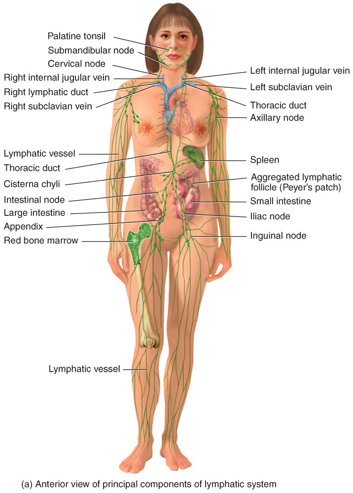 Components of the Lymphatic System