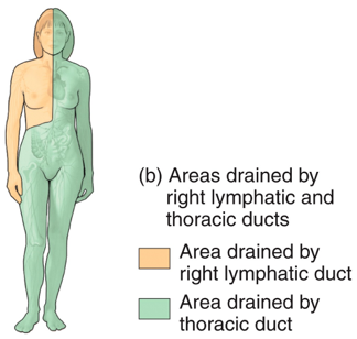 Routes of Drainage