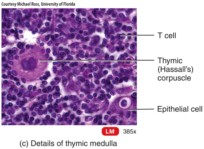 Thymus