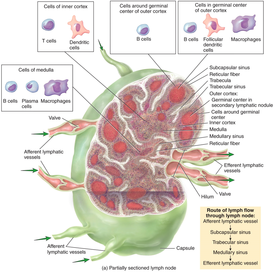 Structure of a Lymph Node