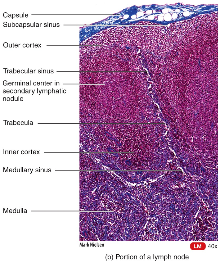 Lymph Node