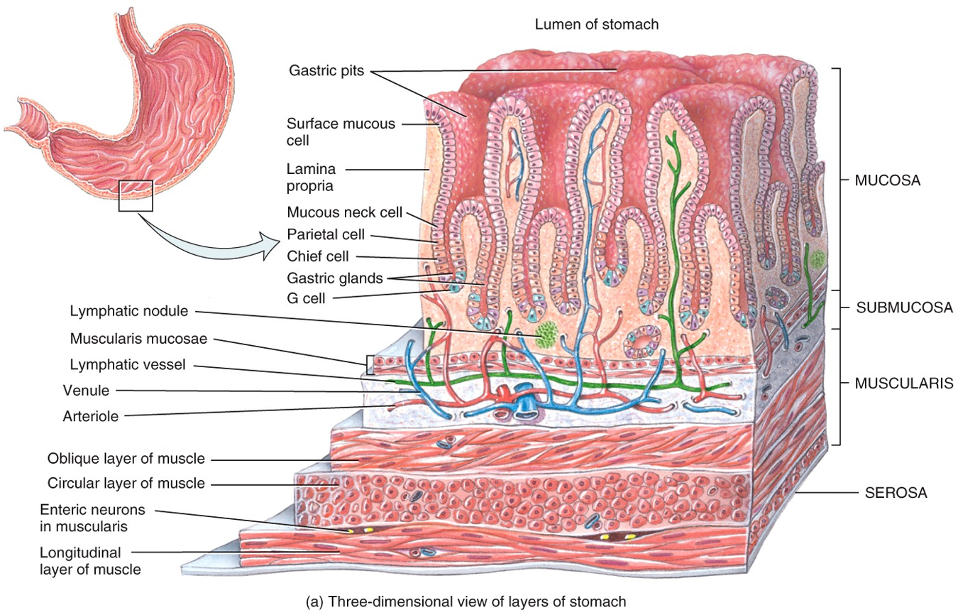 Histology of the Stomach