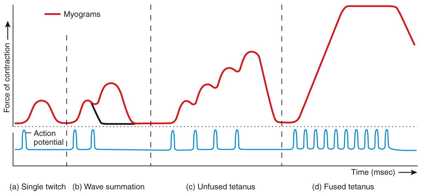 Myograms