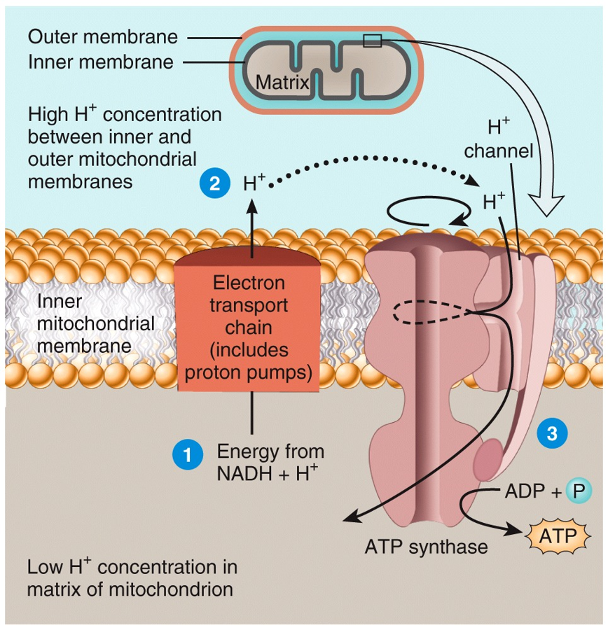 Carbohydrate Metabolism