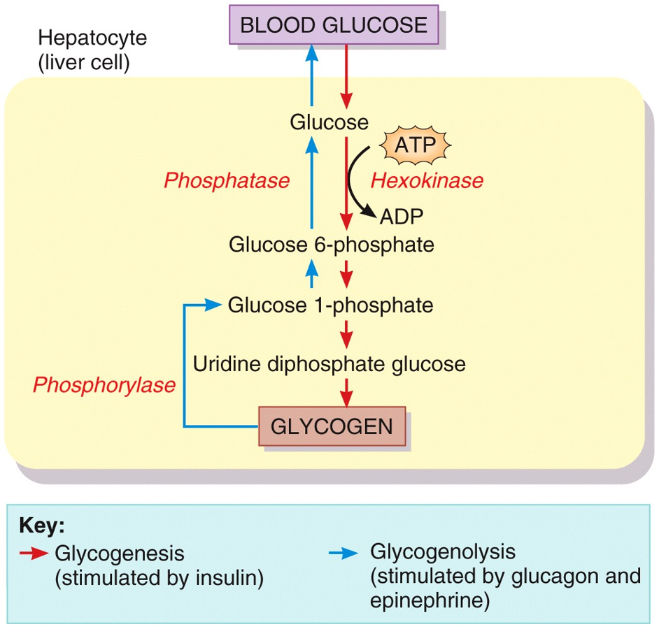 Carbohydrate Metabolism