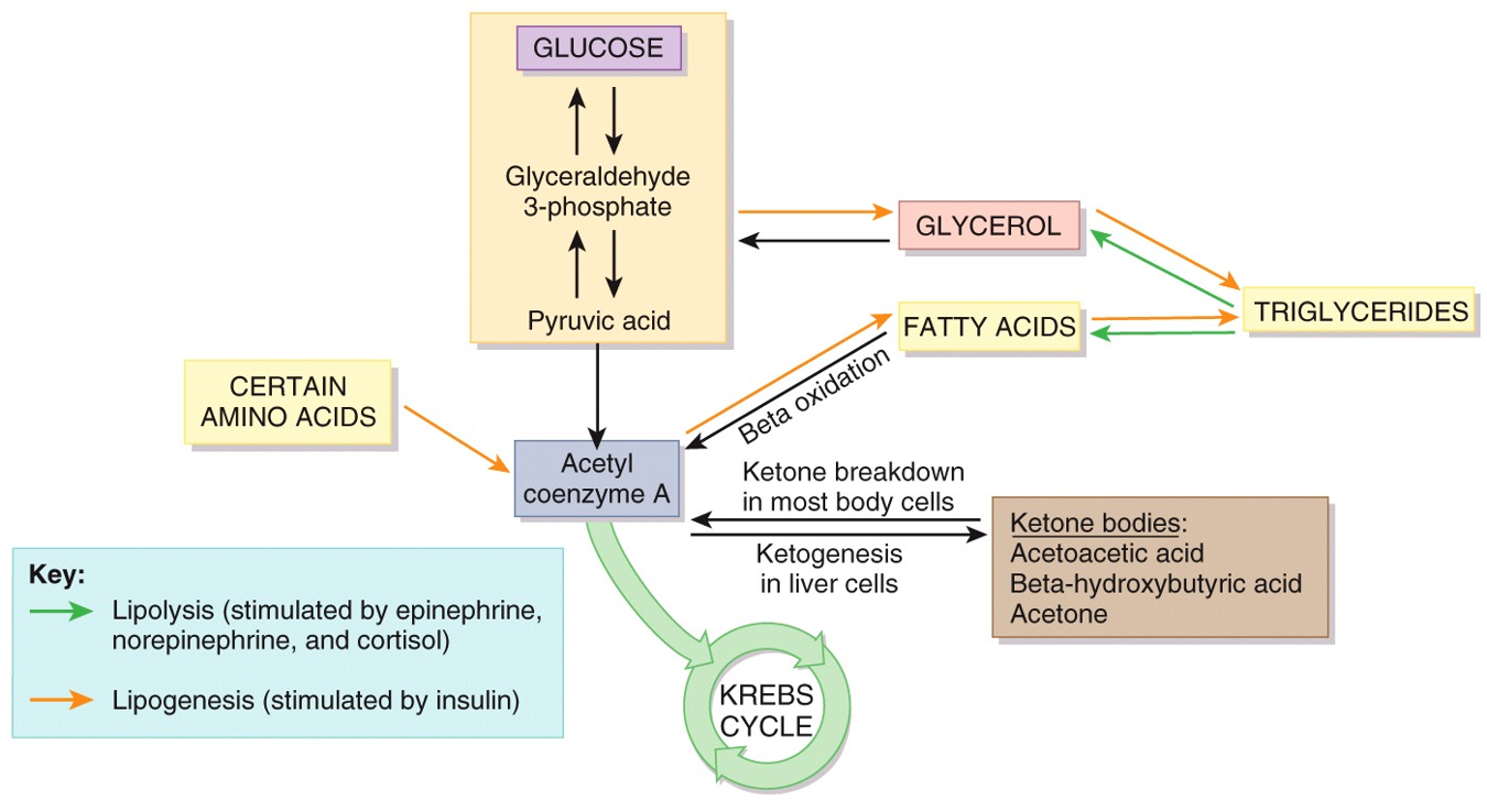 Lipid Metabolism