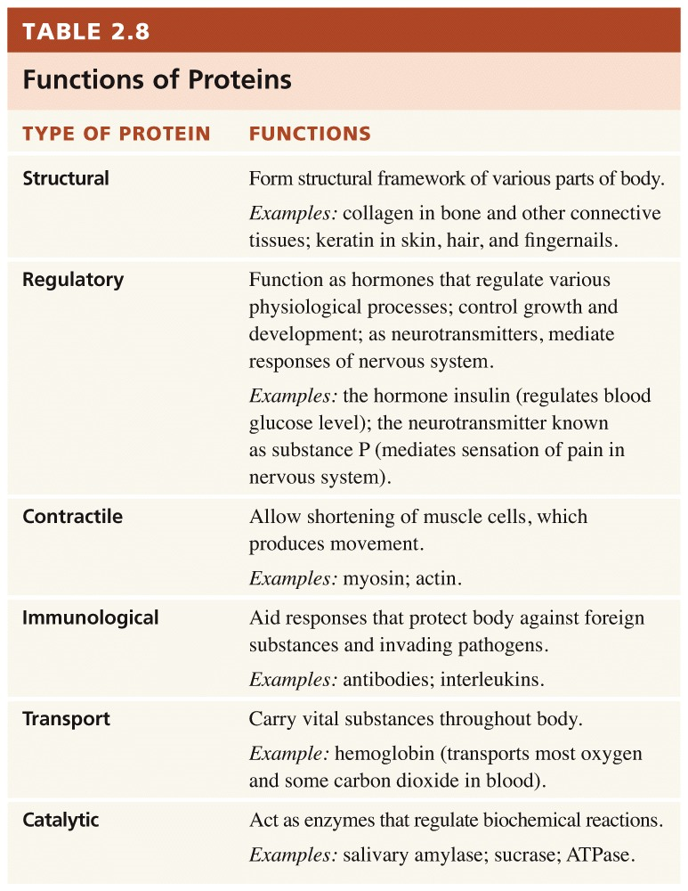 Protein Metabolism