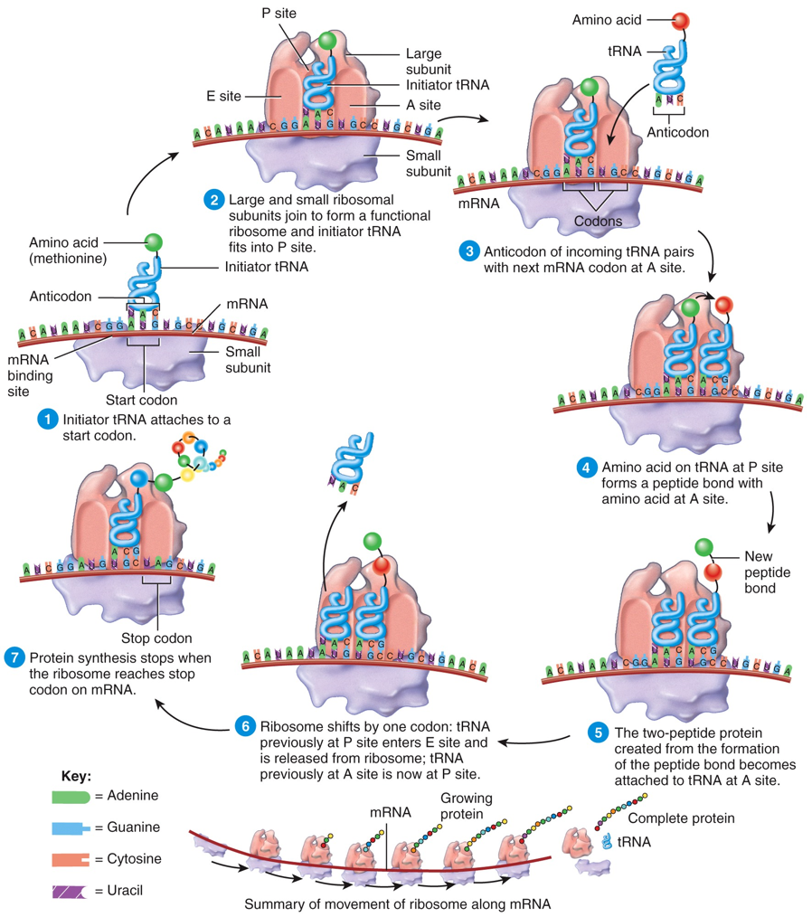 Protein Metabolism