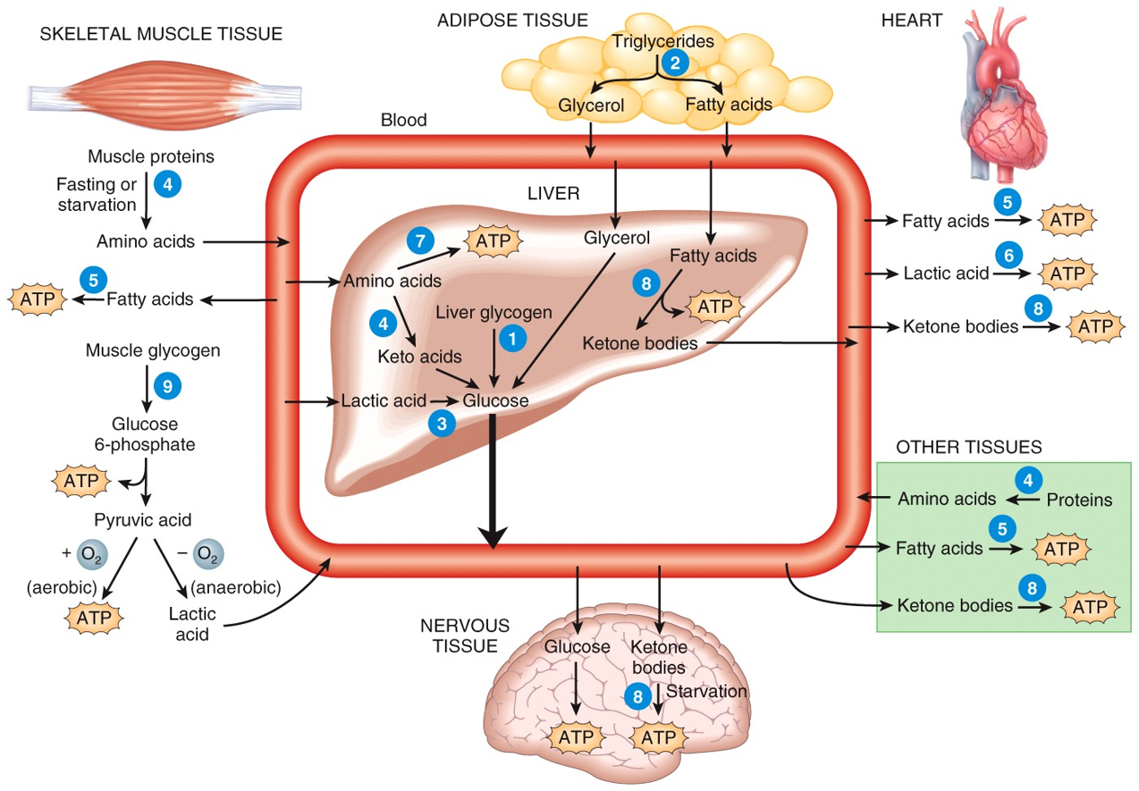 Metabolic Adaptations