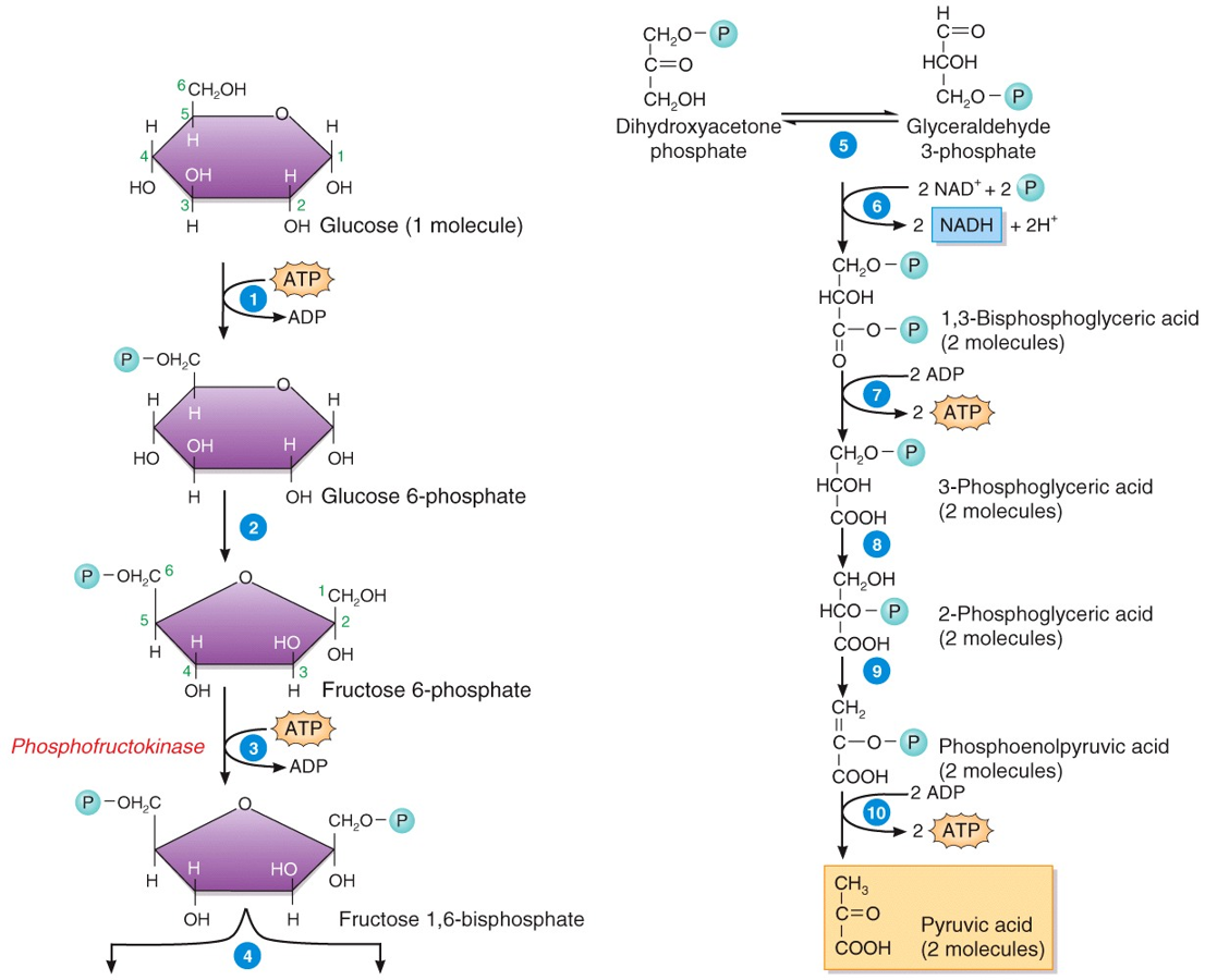 Carbohydrate Metabolism