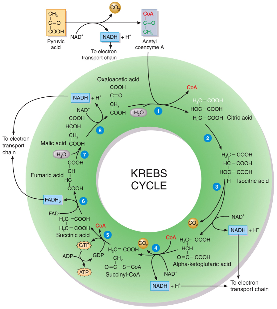 Krebs cycle