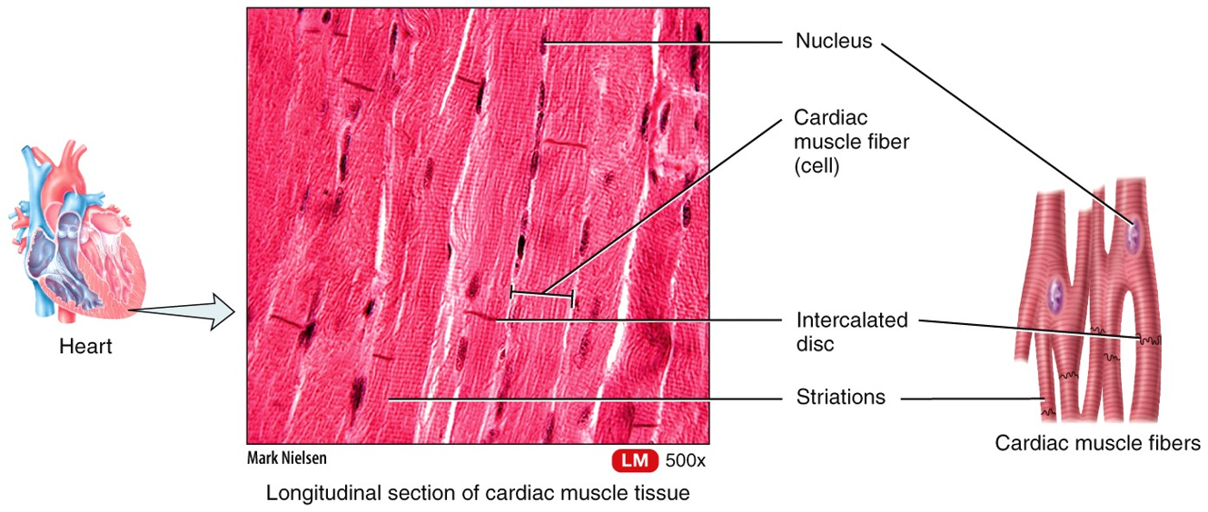 Cardiac Muscle