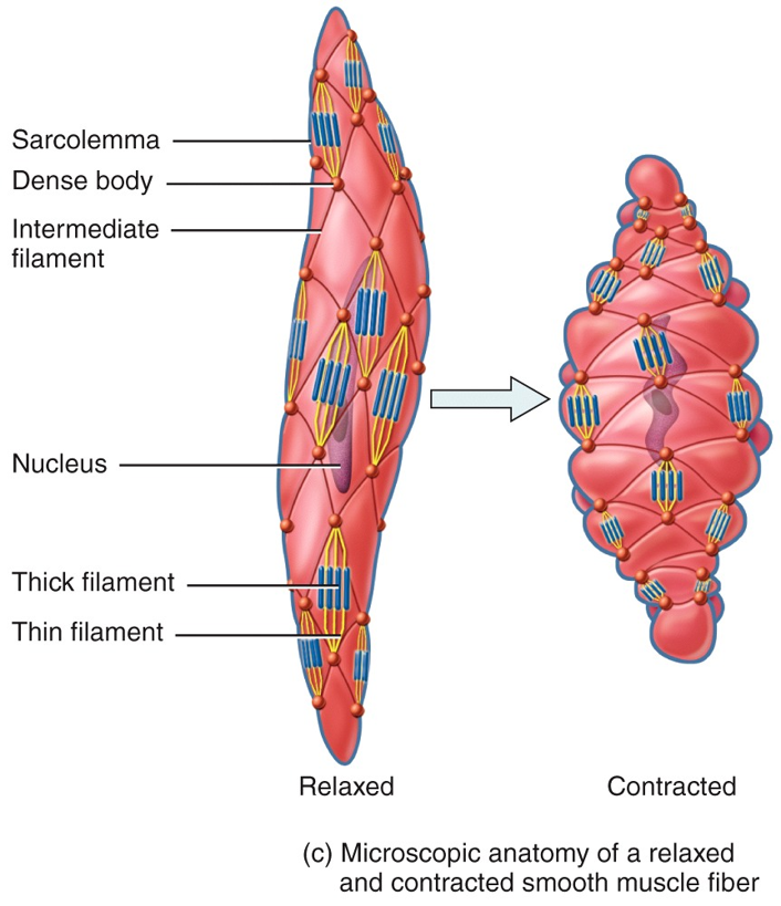 Smooth Muscle