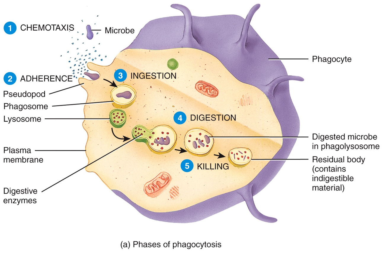 Phagocytosis