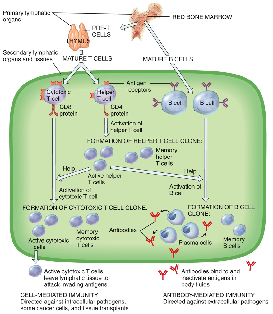 Adaptive Immunity