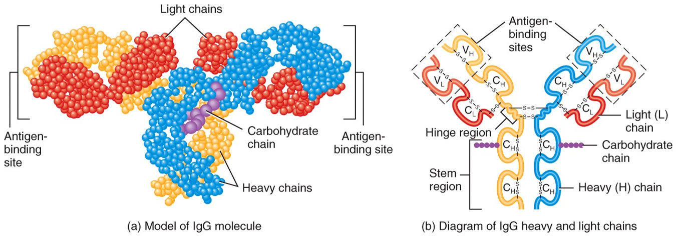 IgG Antibody Structure