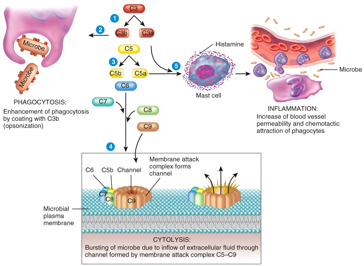 Complement Activation and Results