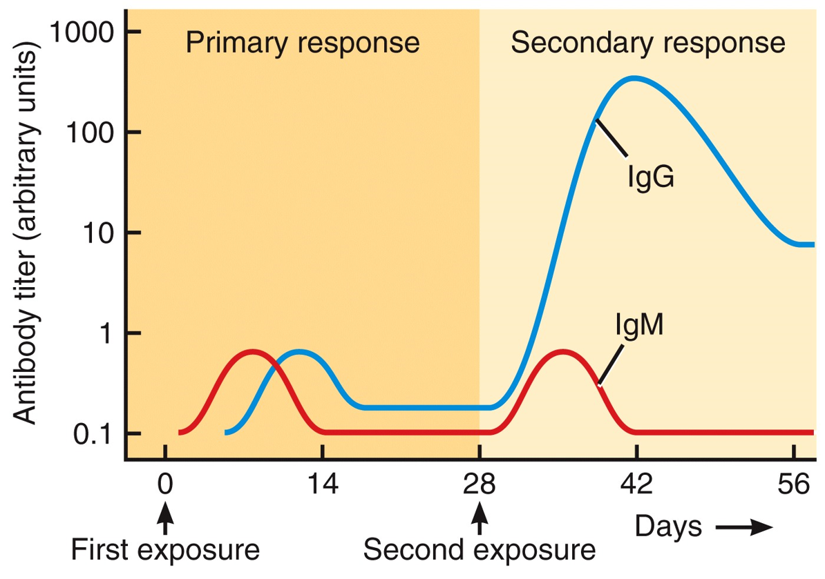 Immunological Memory