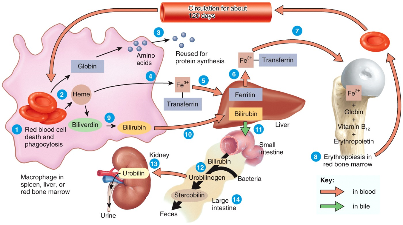 Red Blood Cells