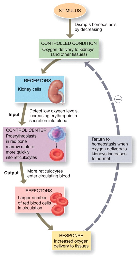 Red Blood Cells