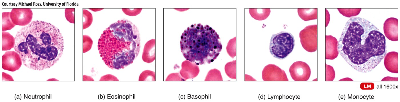 White Blood Cells