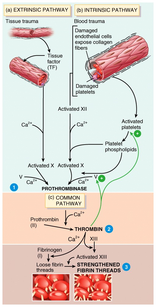 Hemostasis