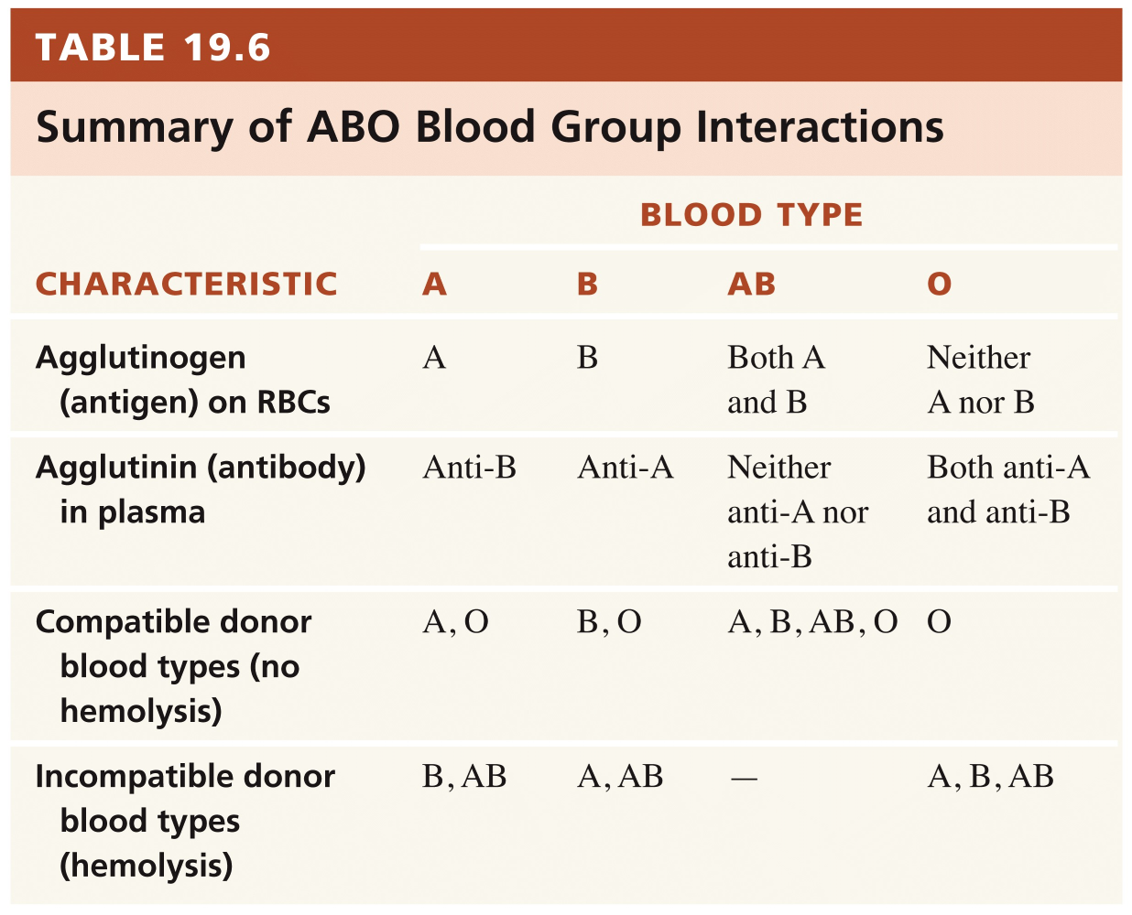 Blood Groups and Blood Types