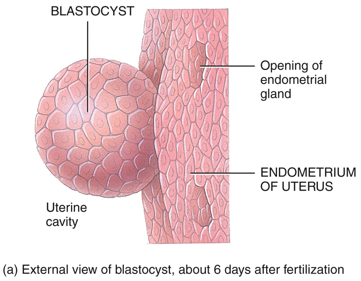 Embryonic Period