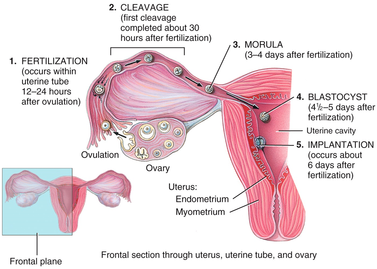 Embryonic Period