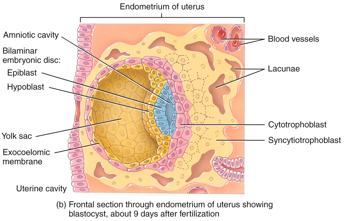 Embryonic Period