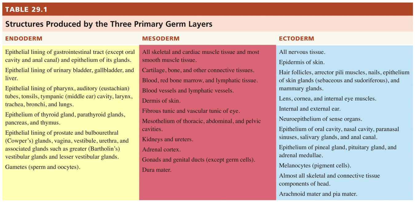 Embryonic Period