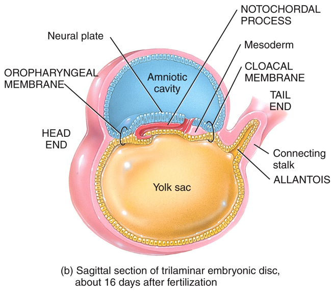 Embryonic Period