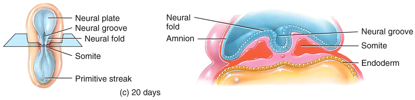 Embryonic Period