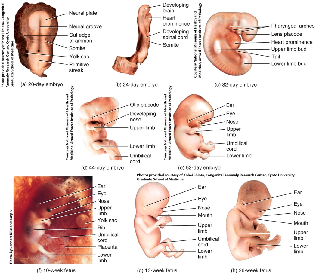 Fetal Period