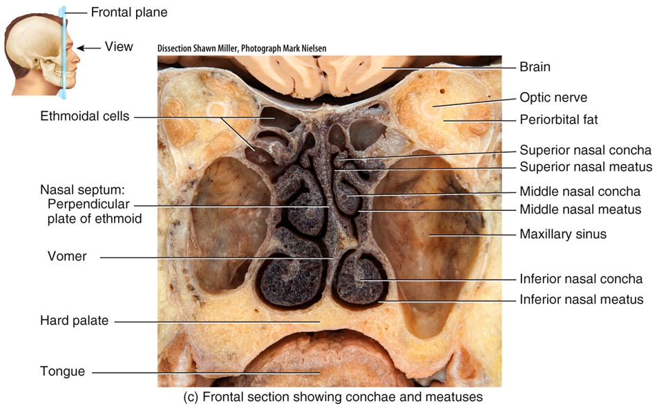 Nasal Conchae and Meatuses