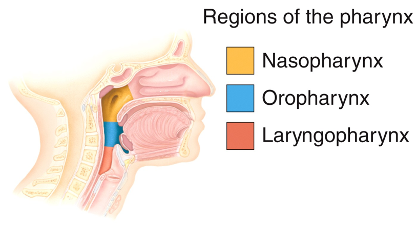 Pharynx