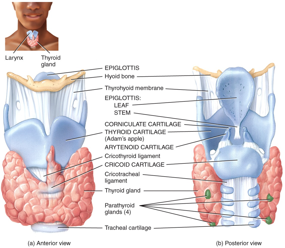 Larynx